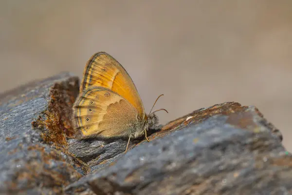 stock image little orange butterfly, Saadi's Heath, Coenonympha saadi