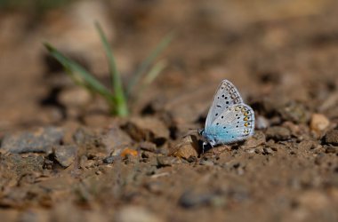 Mavi mineral tarlası kelebeği, Türkmenistan Zephyr mavisi, Plebejus zephyrinus