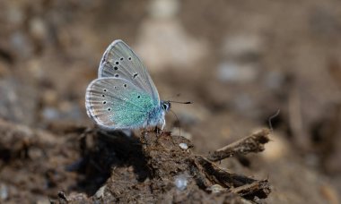 Yerdeki küçük mavi kelebek, Pontic Blue, Polyommatus coelestinus