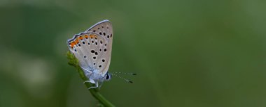 Kırmızı kanatlı küçük kelebek, Lycaena Alciphron