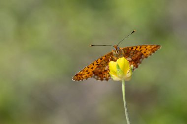 Yeşil arka plan ve kırmızı kelebek, İnci sınırlı Fritillar, Bolorya coşkusu