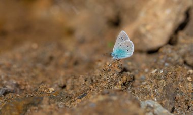 Yerdeki küçük mavi kelebek, Pontic Blue, Polyommatus coelestinus