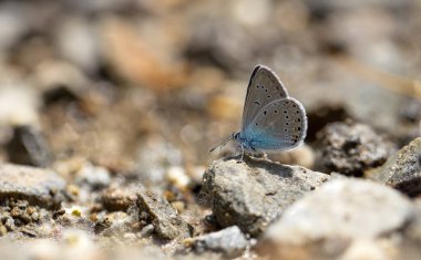 mineral field blue butterfly, Turkmenistan Zephyr Blue, Plebejus zephyrinus clipart