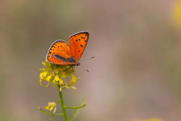 stock image little butterfly with orange wings