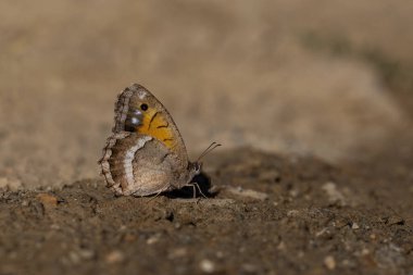 large butterfly picking up minerals from the ground, Anatolian Satyr, Satyrus favonius
