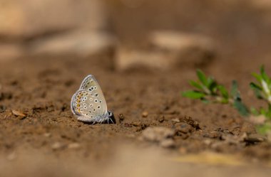 Küçük kelebek yerden mineraller topluyor, Alcedo Blue, Polyommatus alcedo