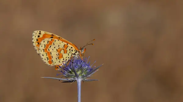 stock image reddish medium-sized butterfly with black spots, Melitaea didyma