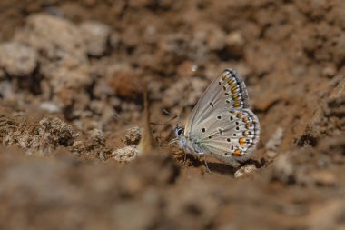 little brown butterfly picking up minerals from the ground, Plebejus carmon clipart