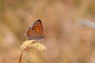 Kanatta küçük kırmızı kelebek, altın bakır, Lycaena thetis