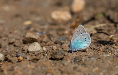 Yerdeki küçük mavi kelebek, Pontic Blue, Polyommatus coelestinus