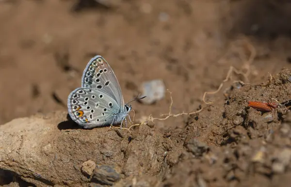 Stock image blue butterfly picking up minerals from the ground, Large Jewel Blue, Polyommatus loewii