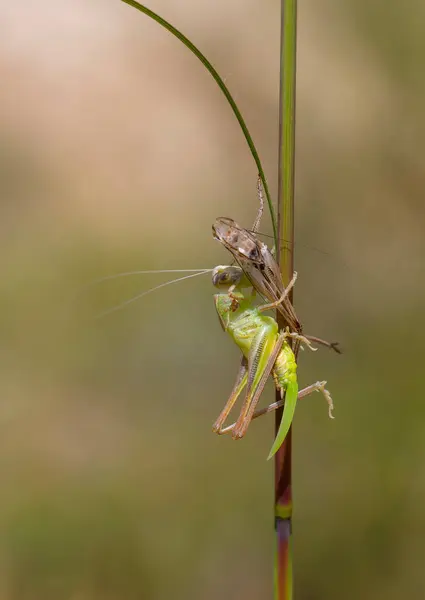 stock image A grasshopper catching its prey on the grass