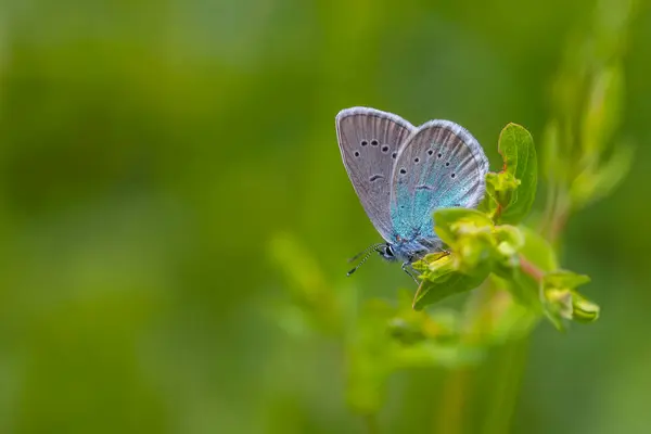 stock image small blue butterfly on the grass, Pontic Blue, Polyommatus coelestinus
