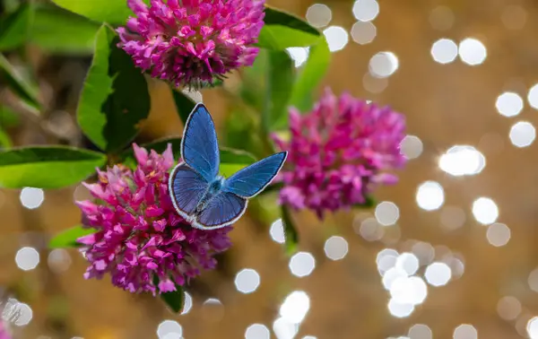 stock image blue small butterfly on purple flower and background with bokeh, Osiris Blue, Cupido osiris