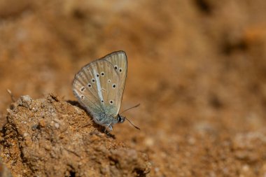 Yerden mineraller alan küçük kelebek, Polyommatus eriwanensis