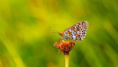 Sarı çiçekte turuncu kelebek, Heath Fritillary, Melitaea athalia