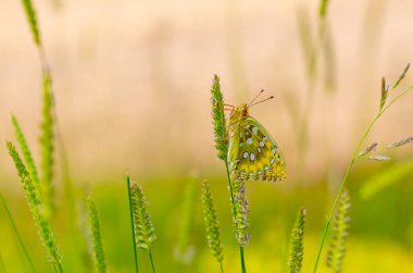 Büyük kırmızı kelebek çimenlere yapışmış, Koyu yeşil Fritiller, Argynnis aglaja