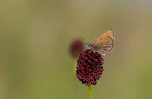 stock image brown little butterfly on host plant, Phengaris nausithous