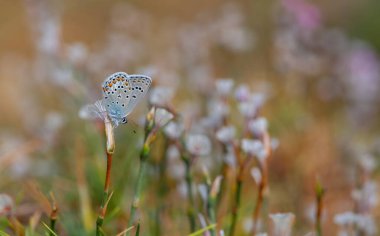 Çiçeklerle beslenen kelebek, Anadolu Zephyr Blue, Plabejus modicus