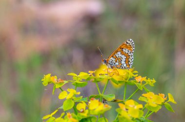 a butterfly that spread its wings on a yellow flower, Melitaea cinxia clipart