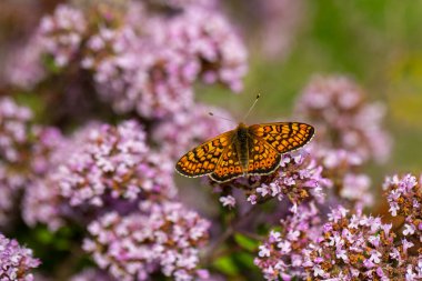 Çiçek üzerindeki turuncu kelebek, Marsh Fritillary, Euphydryas aurinia