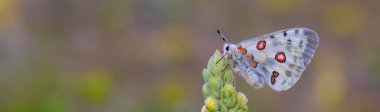 Kadın Apollo Kelebeği, Parnassius apollo