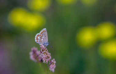 Mavi kanatlı küçük kelebek, Mavi Argus, Polyommatus anteros