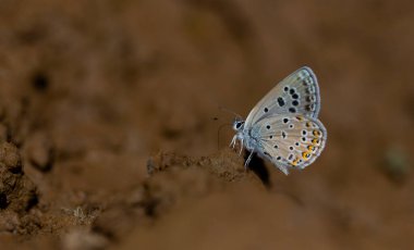 Küçük kelebek yerden mineraller topluyor, Alcedo Blue, Polyommatus alcedo