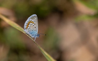 Küçük kelebek kuru çimlerin üzerinde, Doğu Kahverengi Argus, Plebejus carmon