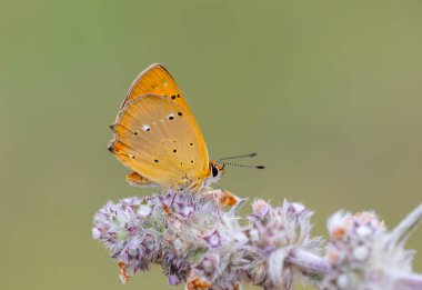 Yanan kanatlı küçük kelebek, Lycaena virgaureae