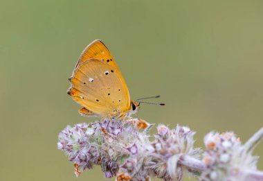 tiny butterfly with fire-colored wing top, Lycaena virgaureae clipart