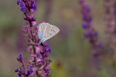 Mor çiçekte mavi tarım kelebeği, Polyommatus huberti
