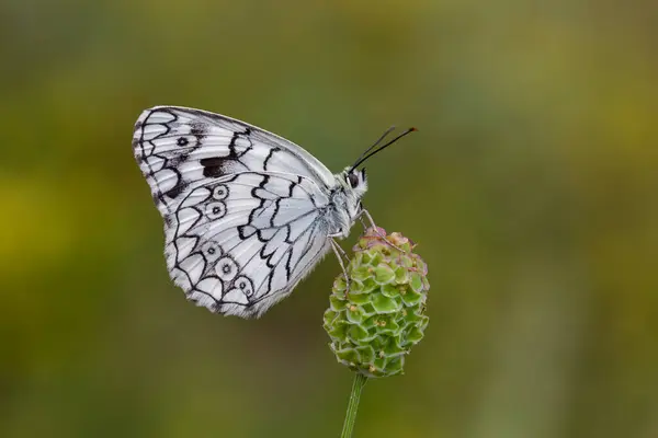 stock image black and white butterfly perched on a grass, Melanargia larissa