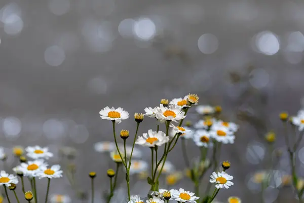 stock image Background with daisies and bokeh taken in a completely natural environment on Hakkari Cilo mountain