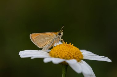 tiny yellow butterfly on daisy, Essex Skipper, Thymelicus lineolus clipart