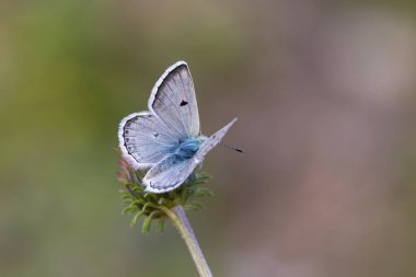 Kanatları açık küçük mavi dağ kelebeği, Gavarnie Blue, Polyommatus pyrenaicus