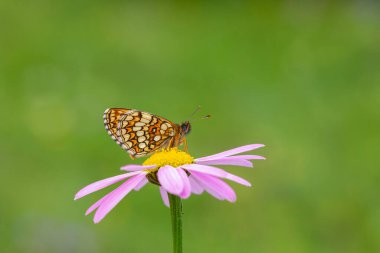 red butterfly on pink daisy, Transcaucasian fritillary, Melitaea caucasogenita clipart