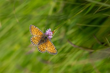 Pembe çiçekte turuncu noktalı kelebek, Ocellate Bataklığı Fritillary, Bolorya haremağası