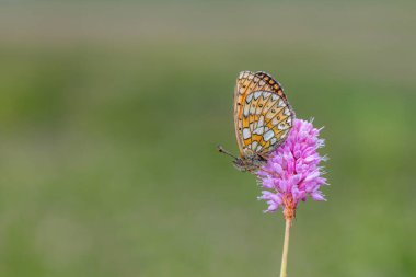 Pembe çiçekte turuncu noktalı kelebek, Ocellate Bataklığı Fritillary, Bolorya haremağası