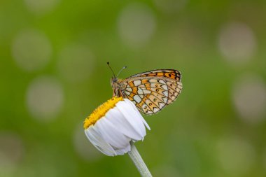 orange dotted butterfly on daisy, Ocellate Bog Fritillary, Boloria eunomia clipart