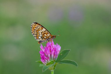 red butterfly on pink flower, Heath Fritillary, Melitaea athalia clipart