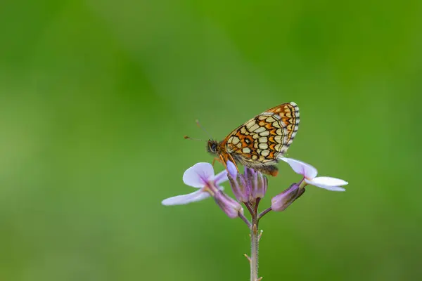 stock image red butterfly on pink flower, Heath Fritillary, Melitaea athalia