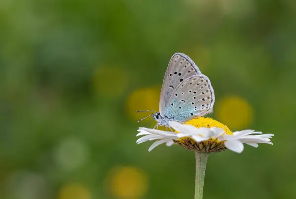 stock image blue butterfly perched on daisy, Phengaris arion