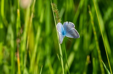 Çimlerin üzerinde mavi kelebek, Polyommatus daphnis