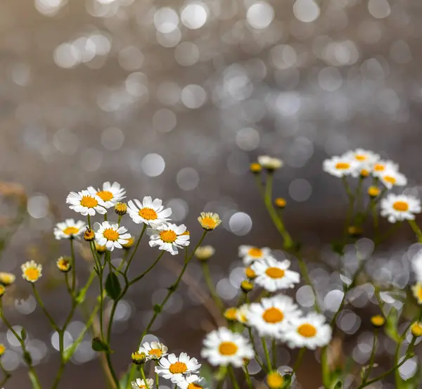 stock image Background with daisies and bokeh taken in a completely natural environment on Hakkari Cilo mountain