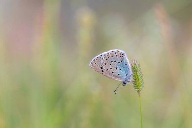 Çimenlerdeki mavi kelebek, Büyük Mavi, Fenomen aryonu