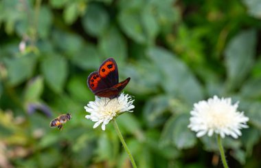 brown butterfly on white flower, Scotch argus, Erebia aethiops clipart