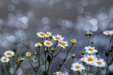 Hakkari Cilo dağında tamamen doğal bir çevrede çekilmiş papatya ve bokeh dolu bir arka plan.