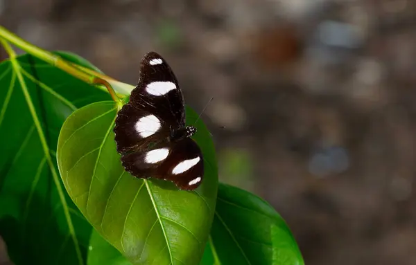 stock image The beauty of the colors and pattern of a butterfly Hipolimnas Bolina