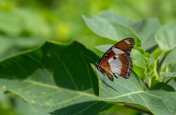 stock image The beauty of the colors and pattern of a butterfly Hipolimnas Bolina